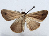 Maxera nigriceps